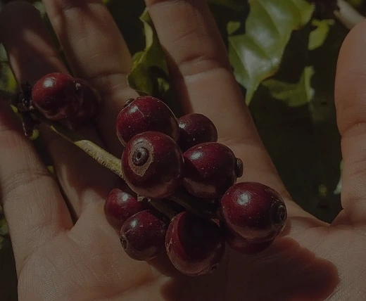Ripe Coffee Cherries