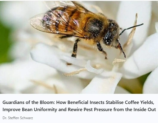 The Coffeologist opinion piece sample